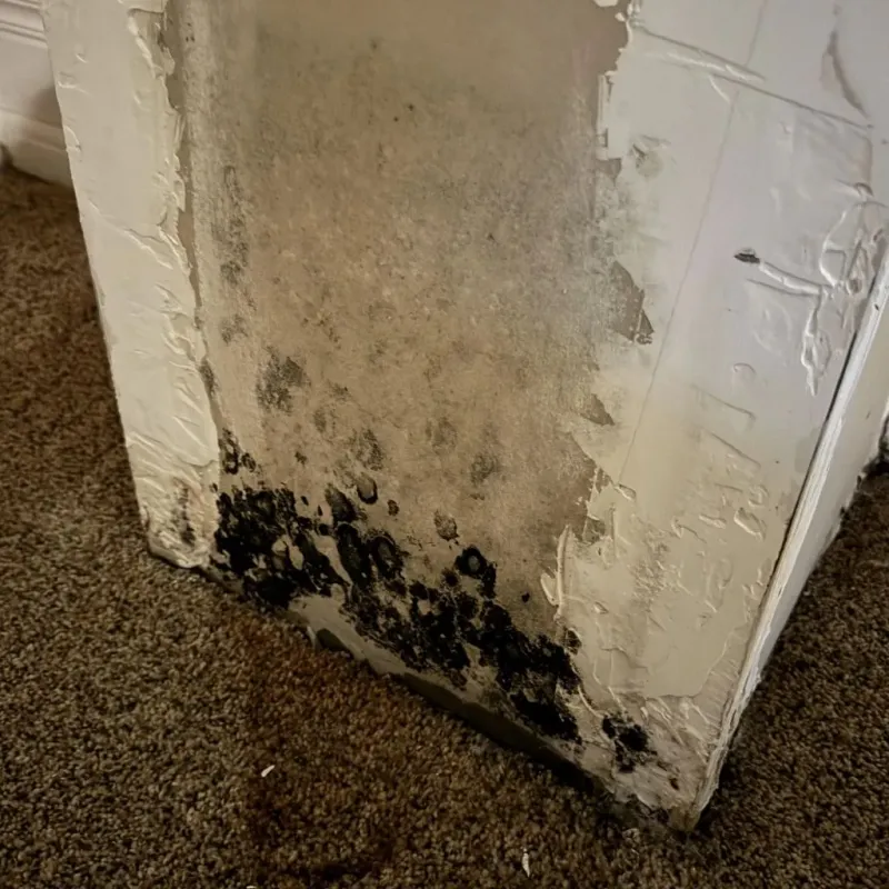 Professional Mold Removal in Benwood, WV